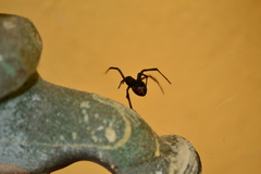 Latrodectus mactans