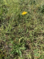 Hypochaeris radicata