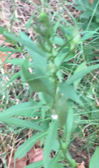 Magnoliopsida