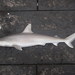 Tiburón Cangüay - Photo (c) NOAA Photo Library, algunos derechos reservados (CC BY)