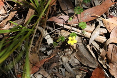 Goodenia rotundifolia