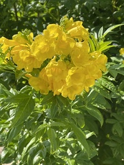 Tecoma stans