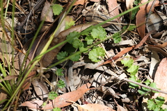 Goodenia rotundifolia