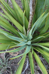 Yucca