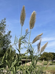 Arundo donax
