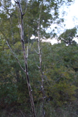 Yucca