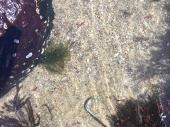 Bryopsis corticulans