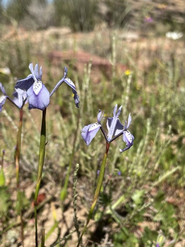 Image of Moraea grandis by (c) Matt Berger, some rights reserved (CC BY)