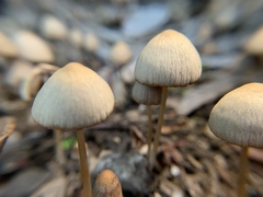 Psathyrella gracilis