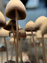 Psathyrella gracilis