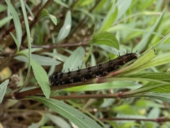 Junonia almana