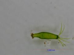 Hydra viridissima