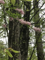 Rhododendron periclymenoides