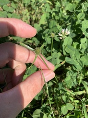 Cyperus brevifolioides