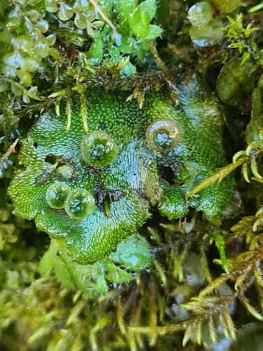 porastnica mnohotvará (Marchantia polymorpha)