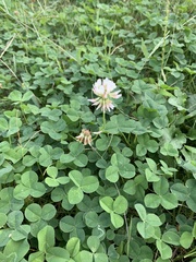 Trifolium repens