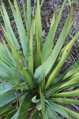 Yucca