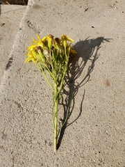Senecio blochmaniae