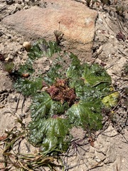 Arctopus echinatus