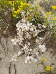 Senecio blochmaniae