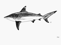 Graceful Shark photo 2