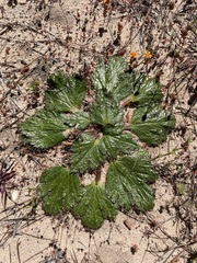 Arctopus echinatus