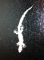 Christinus marmoratus