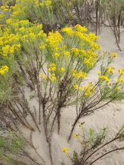 Senecio blochmaniae