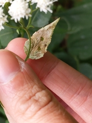 Calycomyza eupatoriphaga