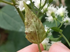Calycomyza eupatoriphaga