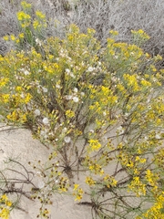 Senecio blochmaniae