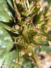 Arctopus echinatus
