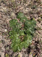Arctopus echinatus