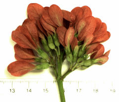 Alberta magna