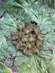 Arctopus echinatus