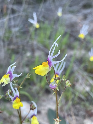 Image of Nemesia cheiranthus by (c) Matt Berger, some rights reserved (CC BY)