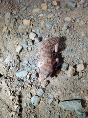 Hemidactylus reticulatus