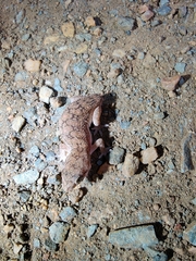 Hemidactylus reticulatus