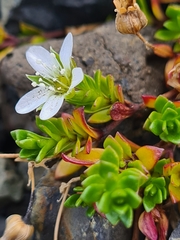 Arenaria norvegica