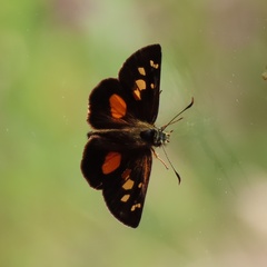 Heteropterinae