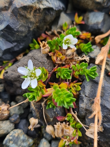 Image of Arenaria norvegica by (c) Jacek Pietruszewski, some rights reserved (CC BY)