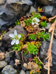 Arenaria norvegica