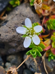 Arenaria norvegica