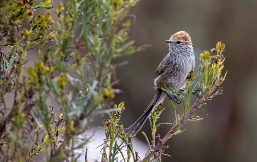 Rusty-crowned Tit-Spinetail (Leptasthenura pileata), photo 7
