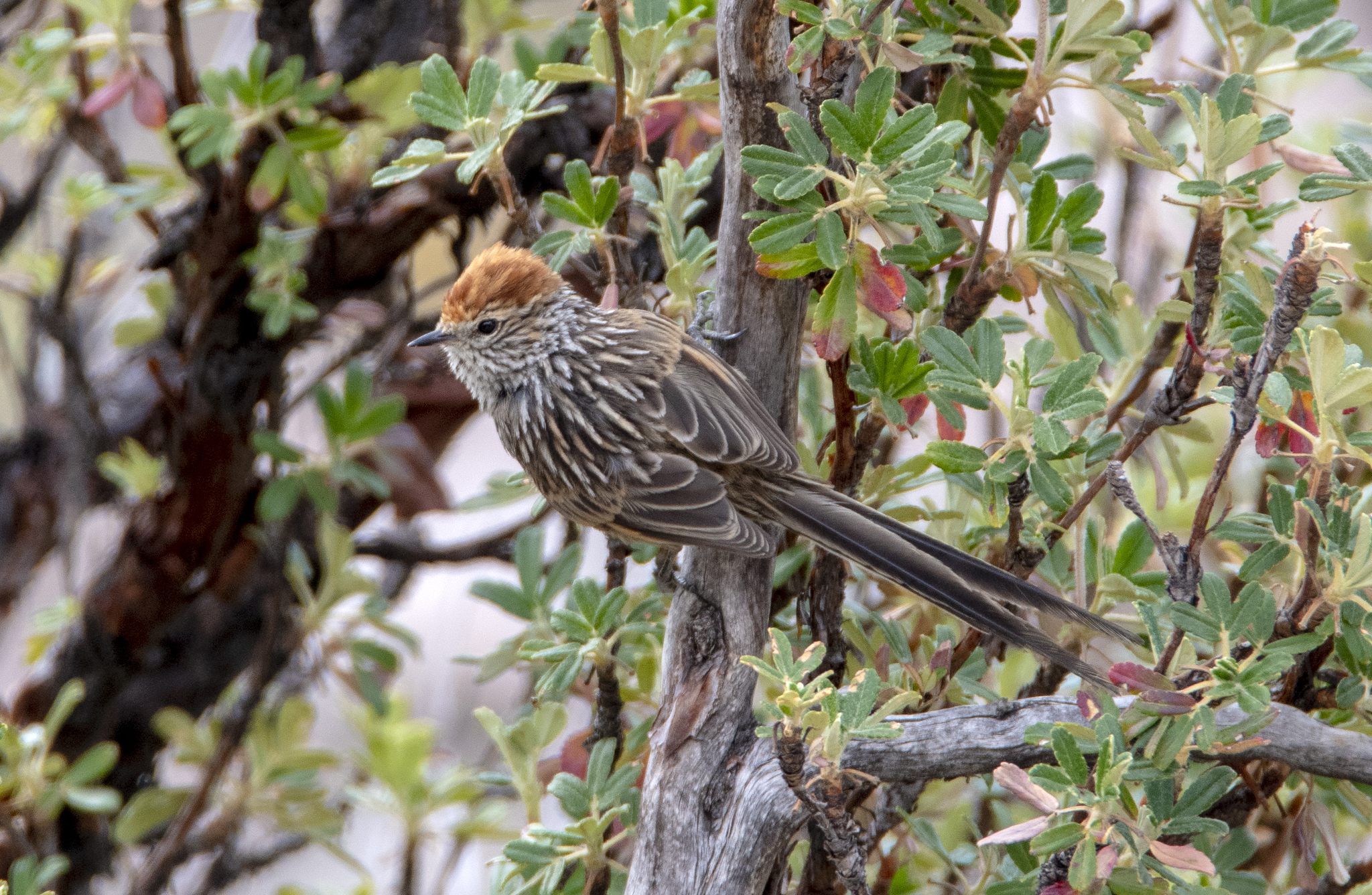 Rusty-crowned Tit-Spinetail (Leptasthenura pileata), photo 8