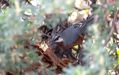 Conirostrum binghami