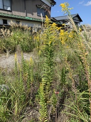 Solidago altissima