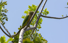 Eupsittula cactorum