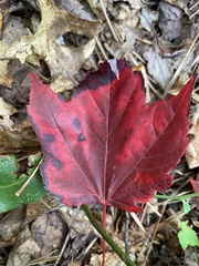 Acer rubrum rubrum
