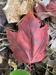 Acer rubrum rubrum